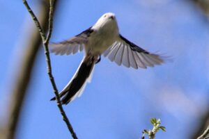 Schwanzmeise im Flug