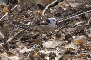 Schwanzmeise auch 2026 wieder da