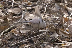 Schwanzmeise auch 2026 wieder da