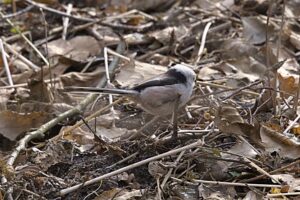 Schwanzmeise auch 2026 wieder da