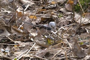 Schwanzmeise auch 2026 wieder da