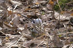Schwanzmeise auch 2026 wieder da