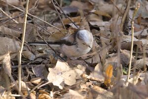 Schwanzmeise auch 2026 wieder da