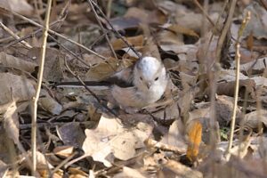 Schwanzmeise auch 2026 wieder da