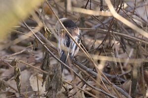 Schwanzmeise auch 2026 wieder da