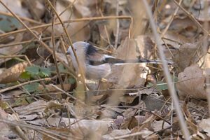Schwanzmeise auch 2026 wieder da